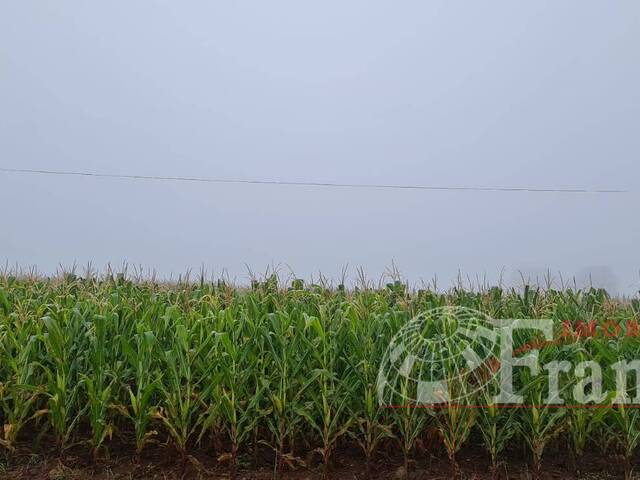 #919 - Sítio para Venda em Arapongas - PR - 1
